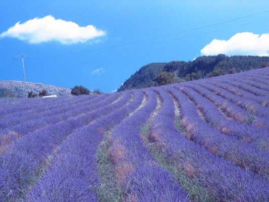 Lavender fields near Valensole