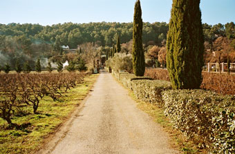 A typical vineyard in the Var